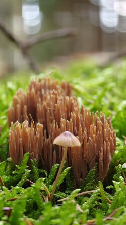 033 Oppo Find X9 Pro.jpg