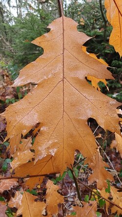 035 Oppo Find X9 Pro.jpg