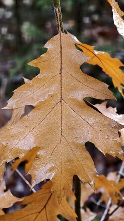 035 Vivo X200 Pro.jpg