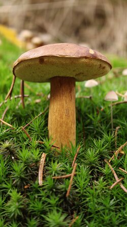 036 Oppo Find X9 Pro.jpg