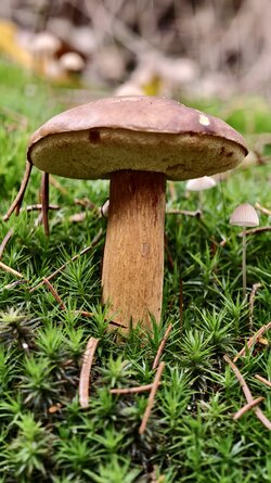 036 Vivo X200 Pro.jpg