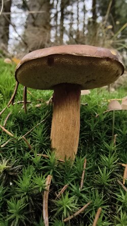 037 Vivo X200 Pro.jpg