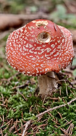 039 Vivo X200 Pro.jpg