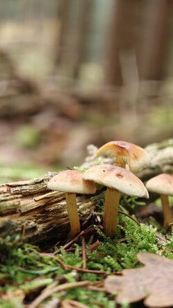 040 Oppo Find X9 Pro.jpg