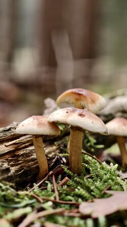 040 Vivo X200 Pro.jpg