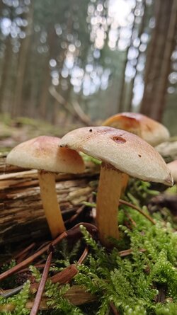 041 Oppo Find X9 Pro.jpg