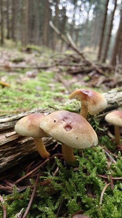 041 Vivo X200 Pro.jpg