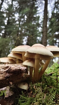 042 Vivo X200 Pro.jpg