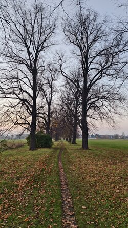 049 Vivo X200 Pro.jpg