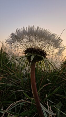 058 Oppo Find X9 Pro.jpg