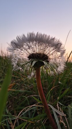 058 Vivo X200 Pro.jpg