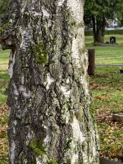 Baumrinde-X300.jpg