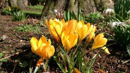 flowers-z.jpg