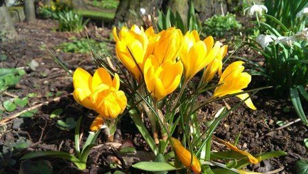 flowers-one.jpg