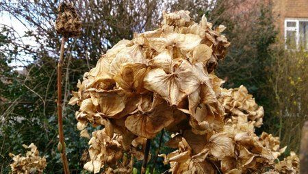 leaves-z.jpg