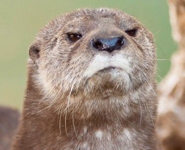 DisapprovingOtter.jpg