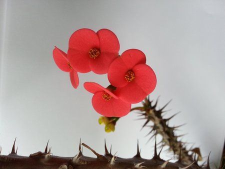 IMG_20130409_174648.jpg