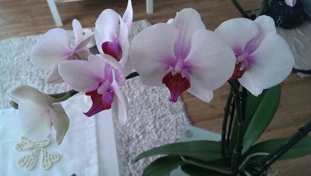 blume.jpg