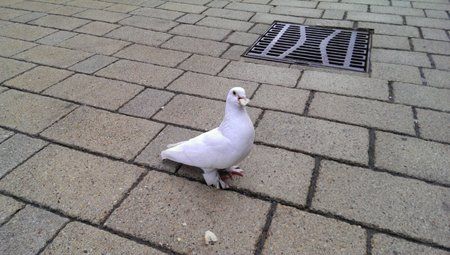 Taube.jpg