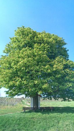 IMAG0286.jpg
