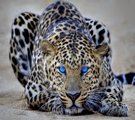 Great Leopard_166.jpg