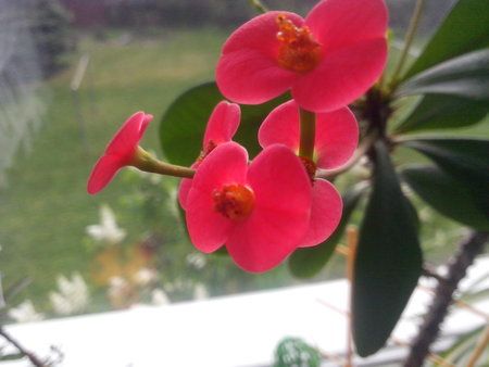 IMG_20130511_084711.jpg