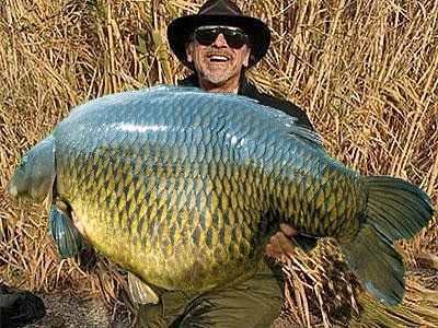 spoof_record_carp_abs.jpg