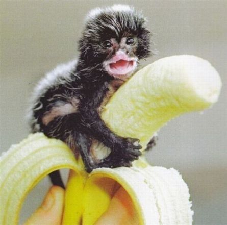 449-Lustige-Tiere-Picdump-27-10.jpg
