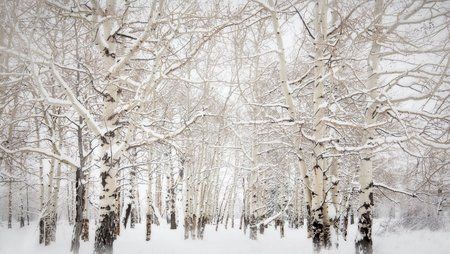 aspens_in_the_snow.jpg