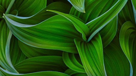 curves_of_green.jpg
