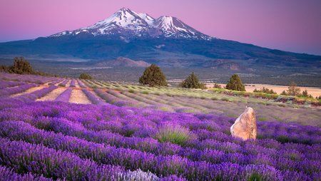shasta_lavender.jpg
