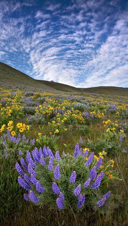wild_flower_vortex.jpg