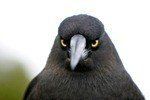 angry-bird_thumb.jpg angry-bird_thumb.jpg