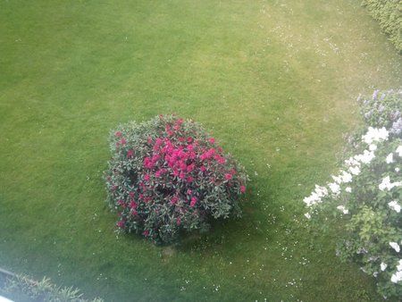 IMG_20130521_112500.jpg