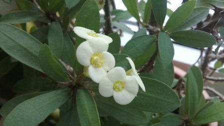 Windows Phone Lumia 520_20130530_004.jpg