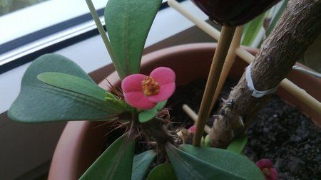 Windows Phone Lumia 520_20130530_005.jpg