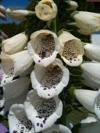 IMG_20130616_115439.jpg