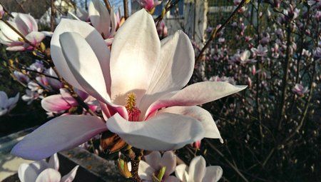 One_blume.jpg