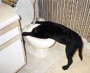 m_hund_kotzt (1).jpg