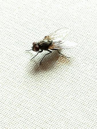 Fliege.jpg