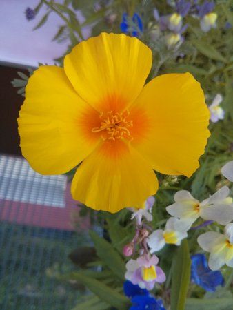 Blume2.jpg