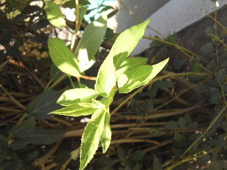 IMG_20130718_145726.jpg