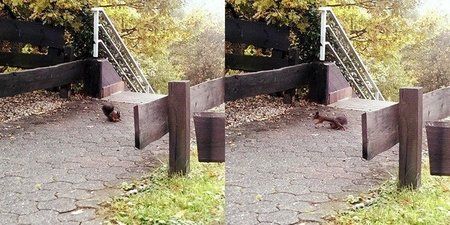 Eichhörnchen.jpg
