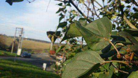 CameraZOOM-20131019154739277.jpg