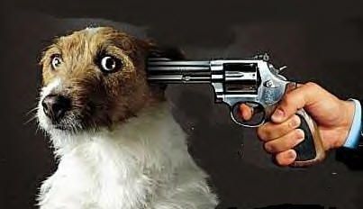 uh49207,1234822619,Shoot_the_dog.jpg