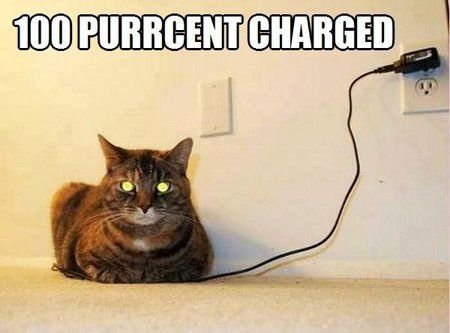 postkatze.jpg