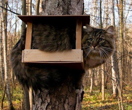 katze.jpg