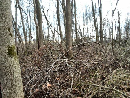 IMG_20131225_144610.jpg