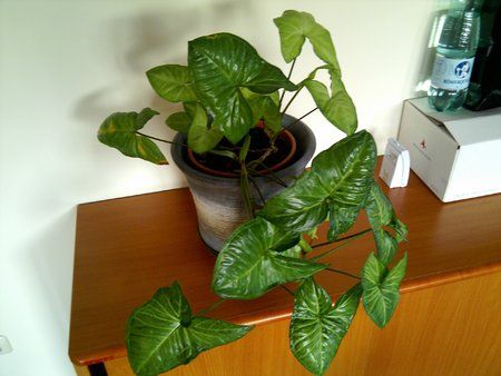 2010-01-12 15.17.15.jpg