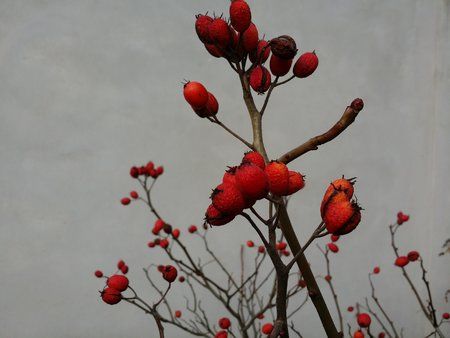 DSC_0142.jpg